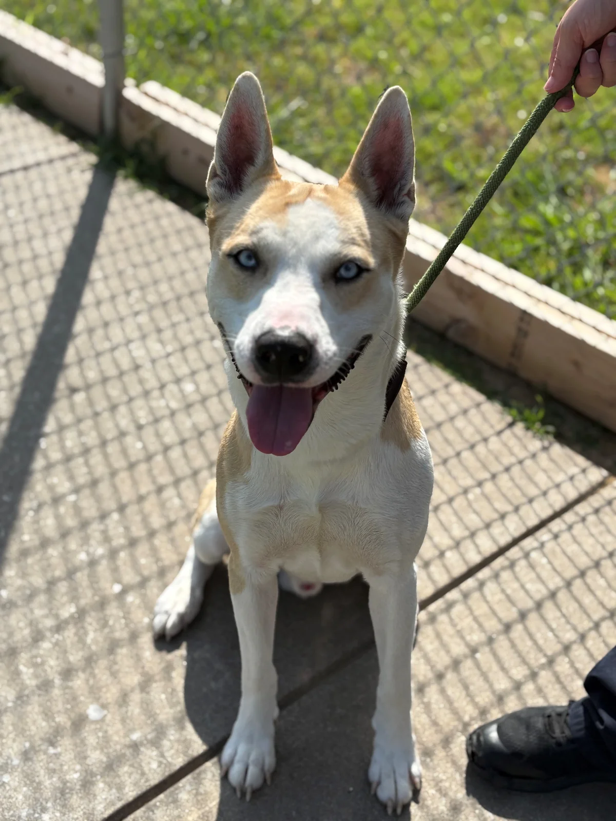 Forney Animal Shelter Pet of the Week - Bluey