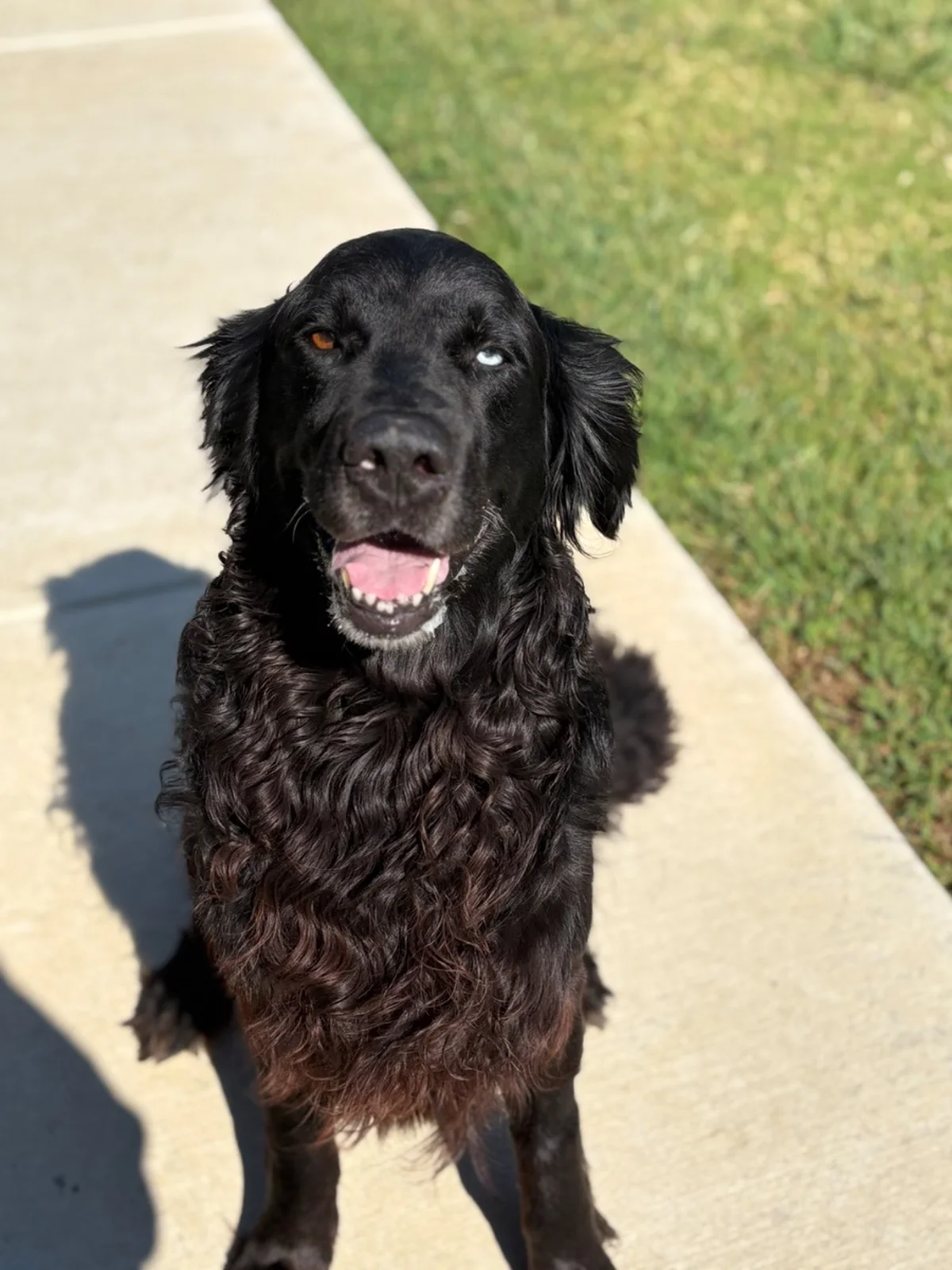 Meet Dallas: This Week's Adoptable Dog at Forney Animal Shelter
