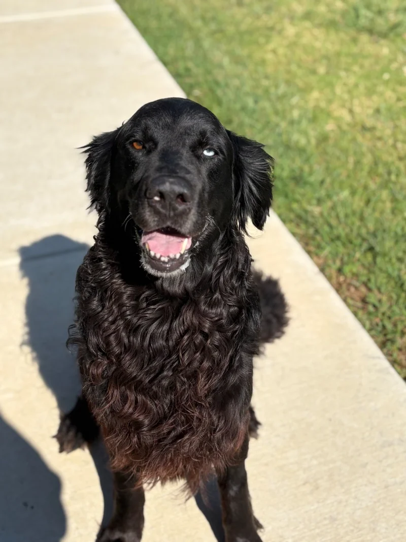 Meet Dallas: This Week's Adoptable Dog at Forney Animal Shelter