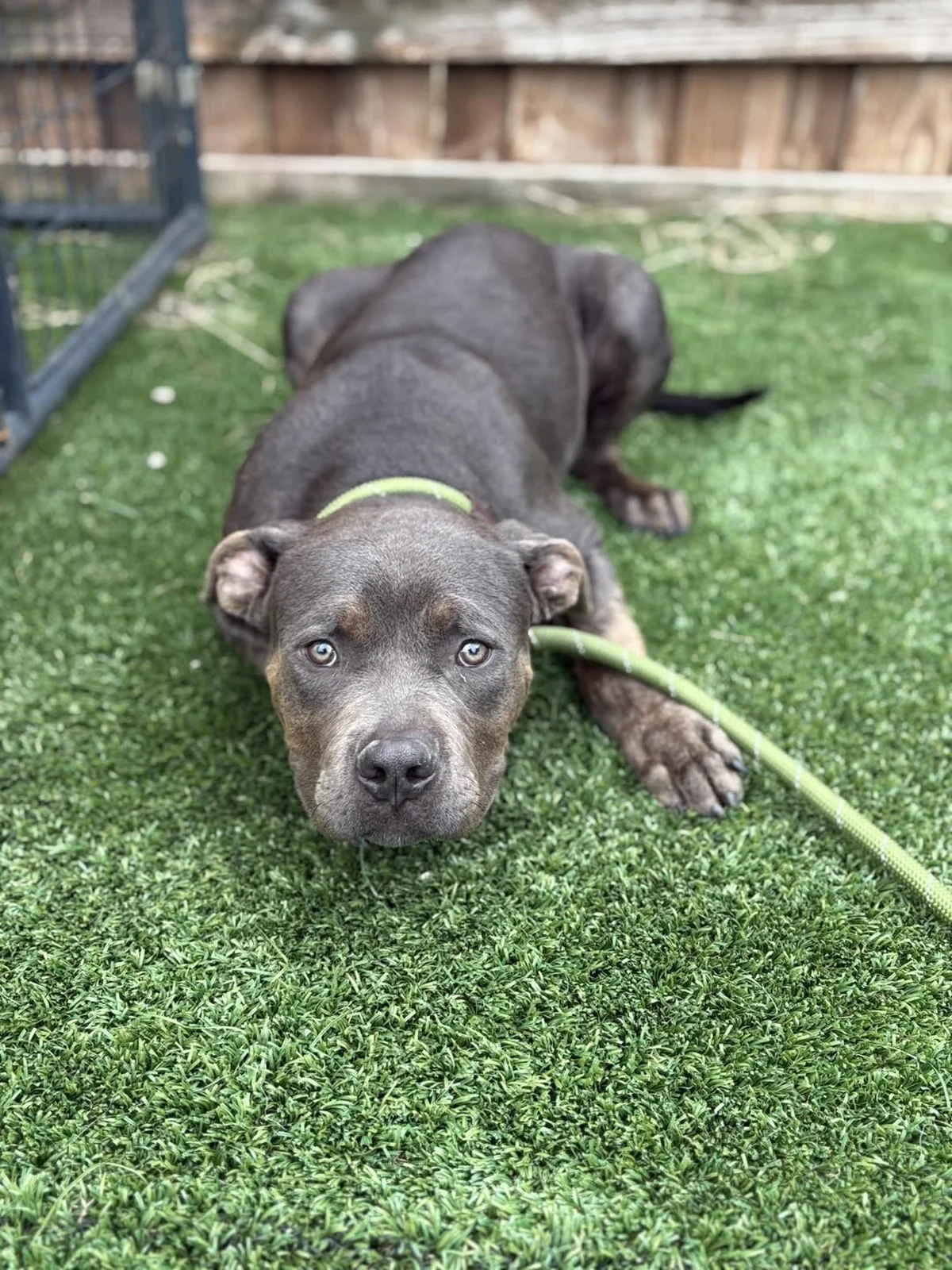 Meet the New Arrivals at the Forney Animal Shelter: Your Future Furry Friends Await